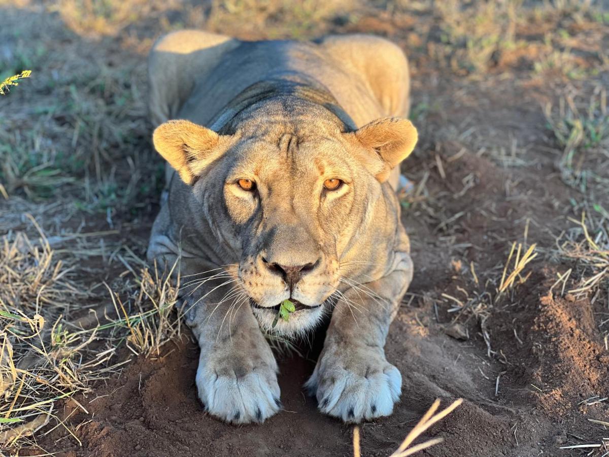 Simba Safaris African Pride Exotic Lodge Lephalale Eksteriør billede