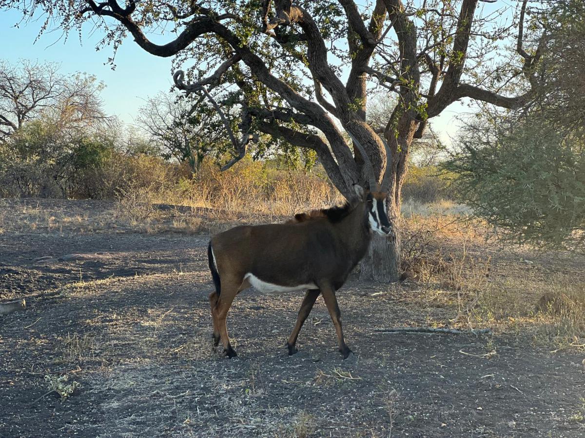 Simba Safaris African Pride Exotic Lodge Lephalale Eksteriør billede