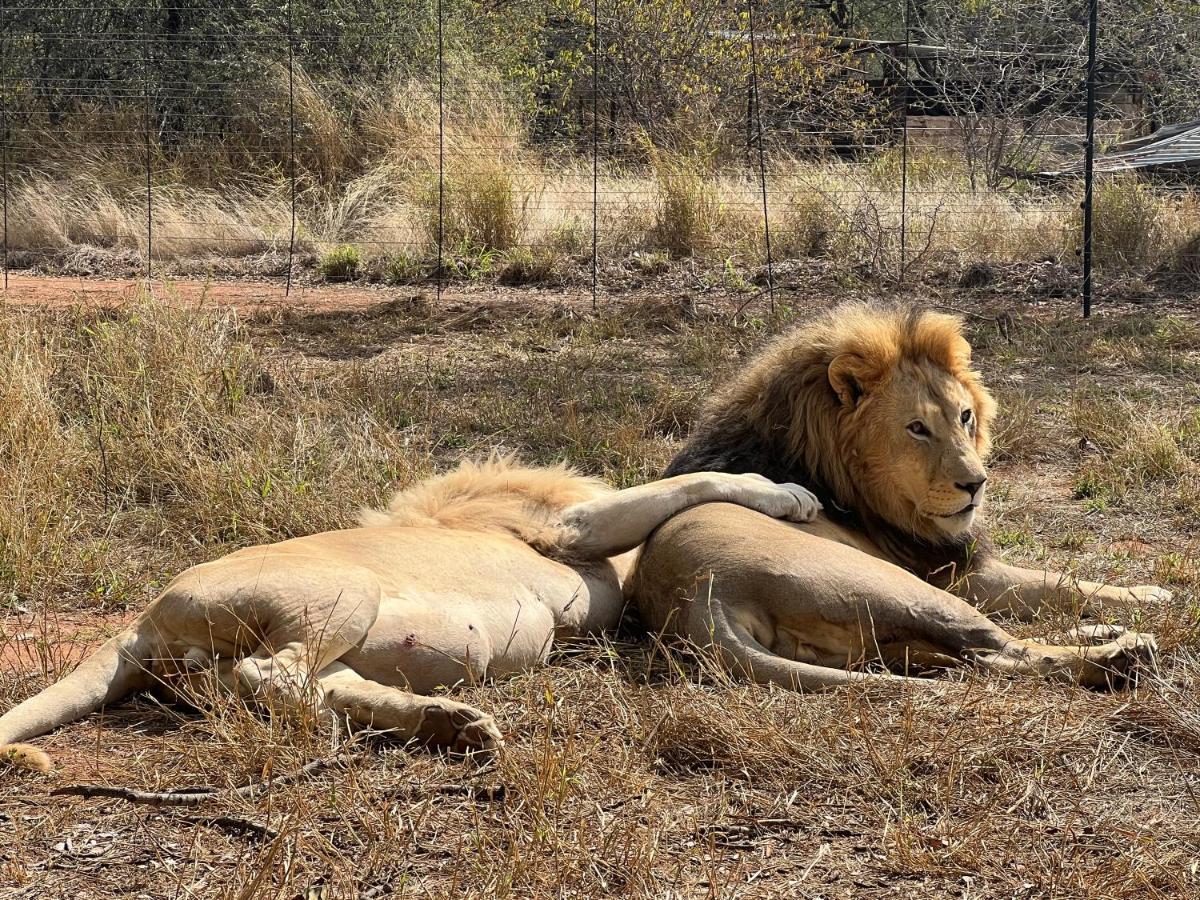 Simba Safaris African Pride Exotic Lodge Lephalale Eksteriør billede