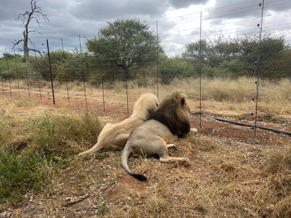 Simba Safaris African Pride Exotic Lodge Lephalale Eksteriør billede
