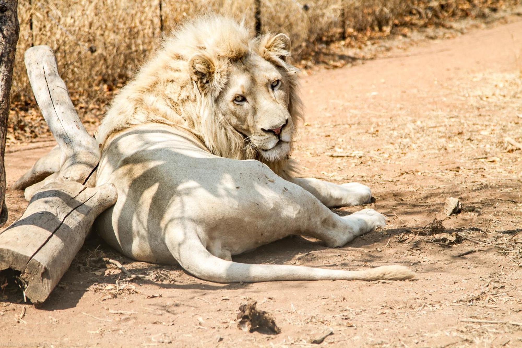 Simba Safaris African Pride Exotic Lodge Lephalale Eksteriør billede