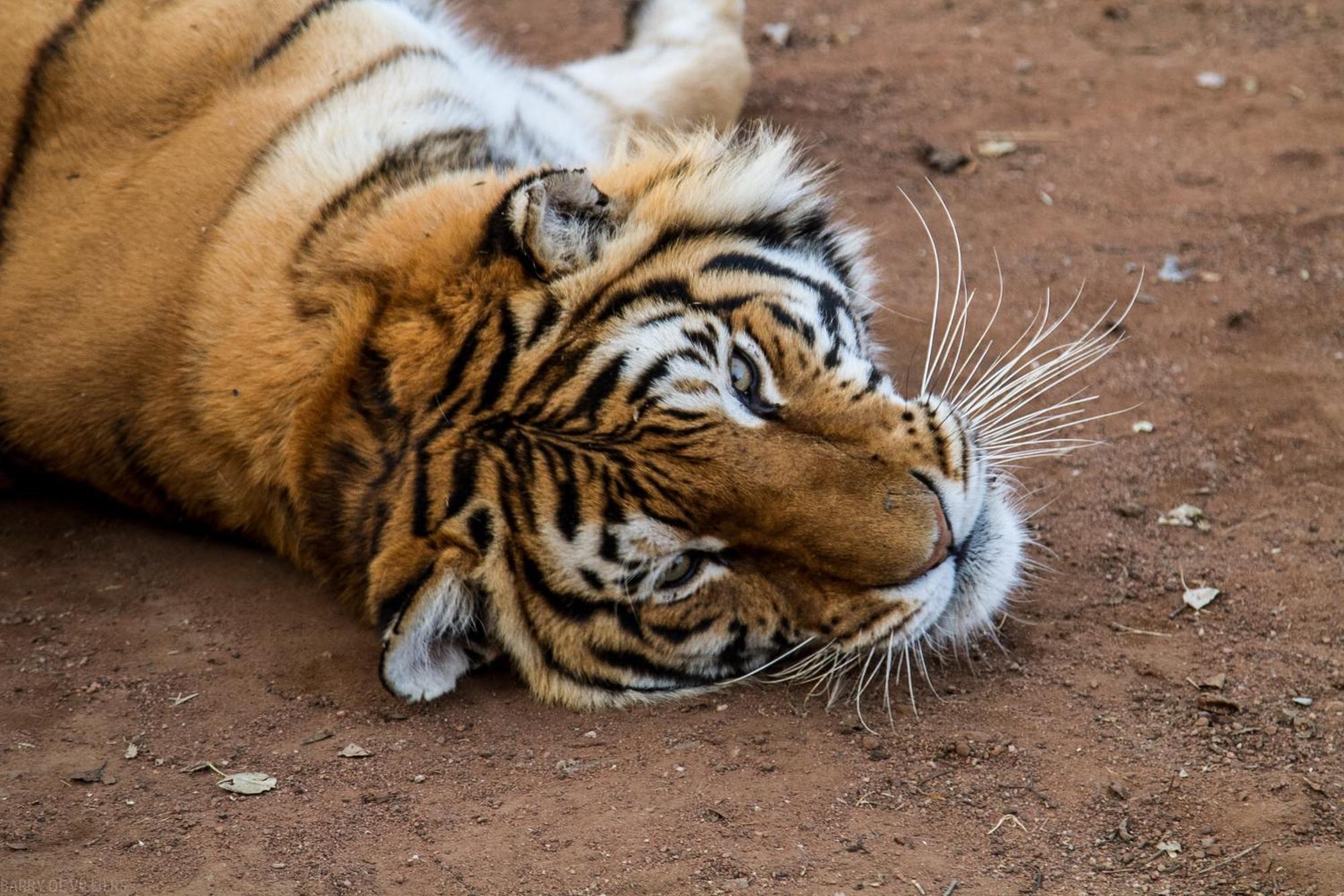 Simba Safaris African Pride Exotic Lodge Lephalale Eksteriør billede