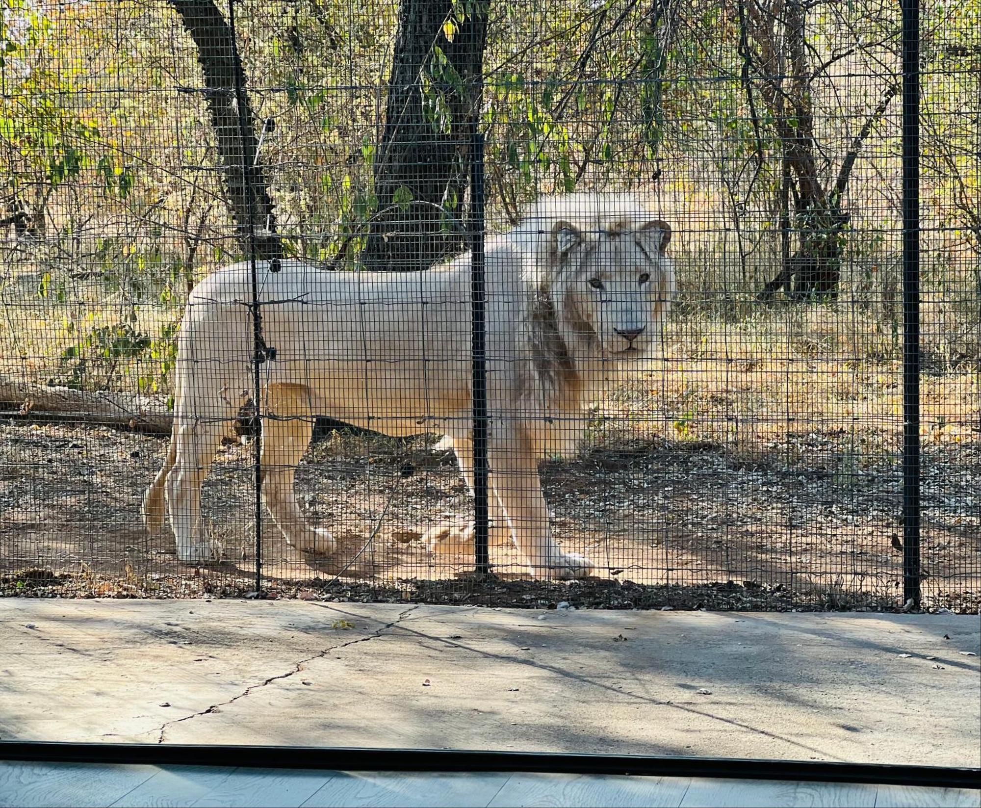 Simba Safaris African Pride Exotic Lodge Lephalale Eksteriør billede
