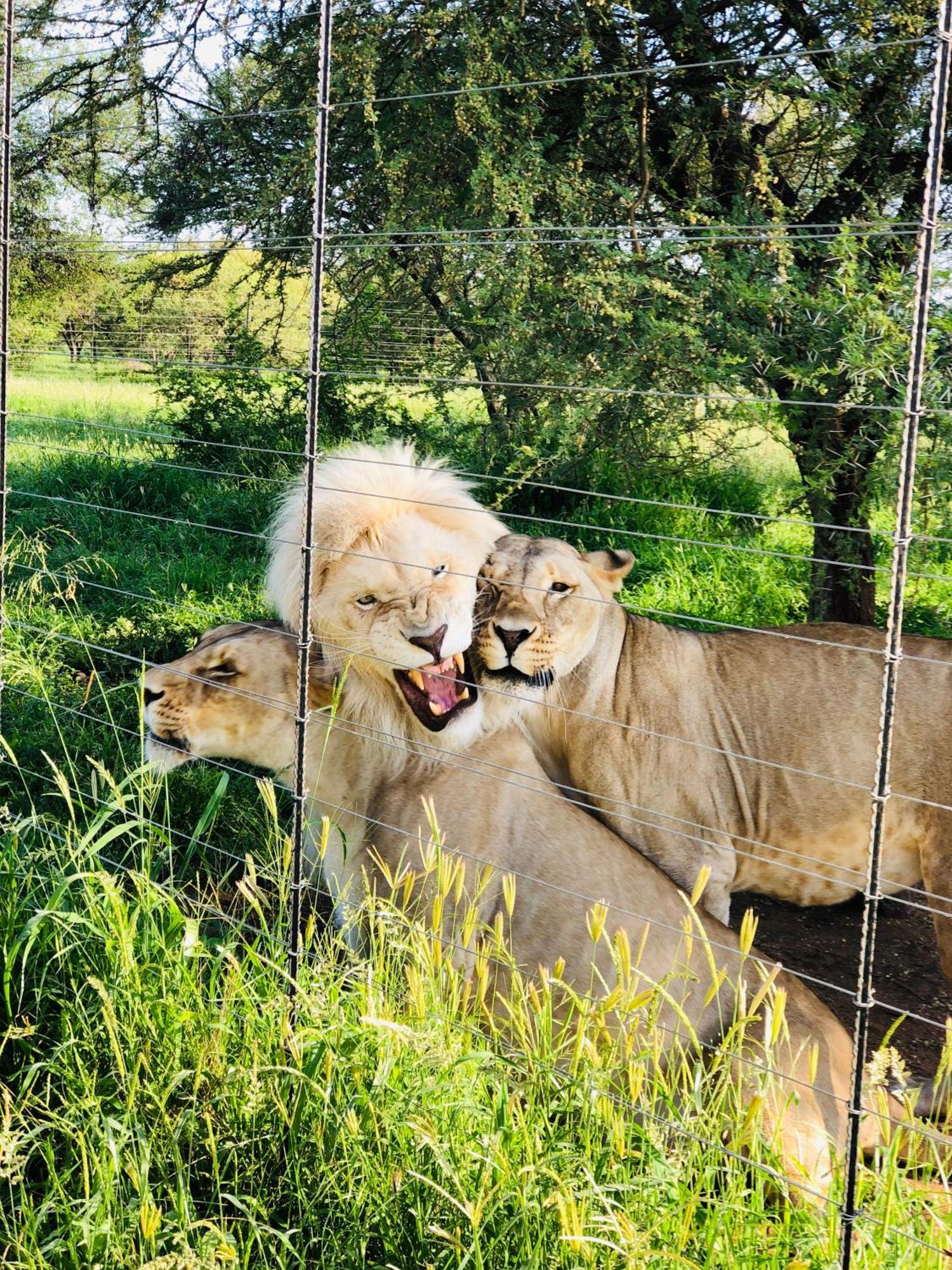 Simba Safaris African Pride Exotic Lodge Lephalale Eksteriør billede