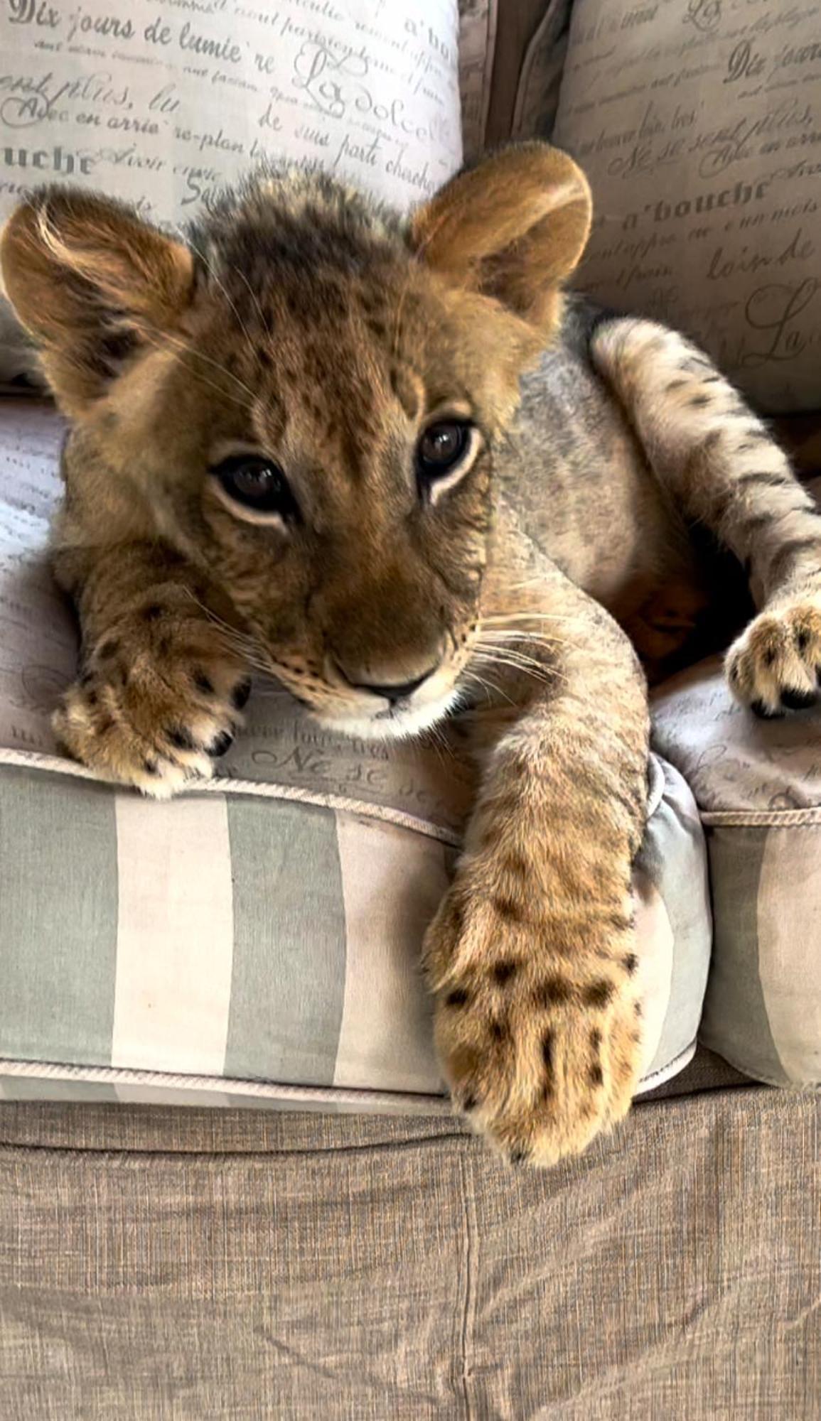 Simba Safaris African Pride Exotic Lodge Lephalale Eksteriør billede