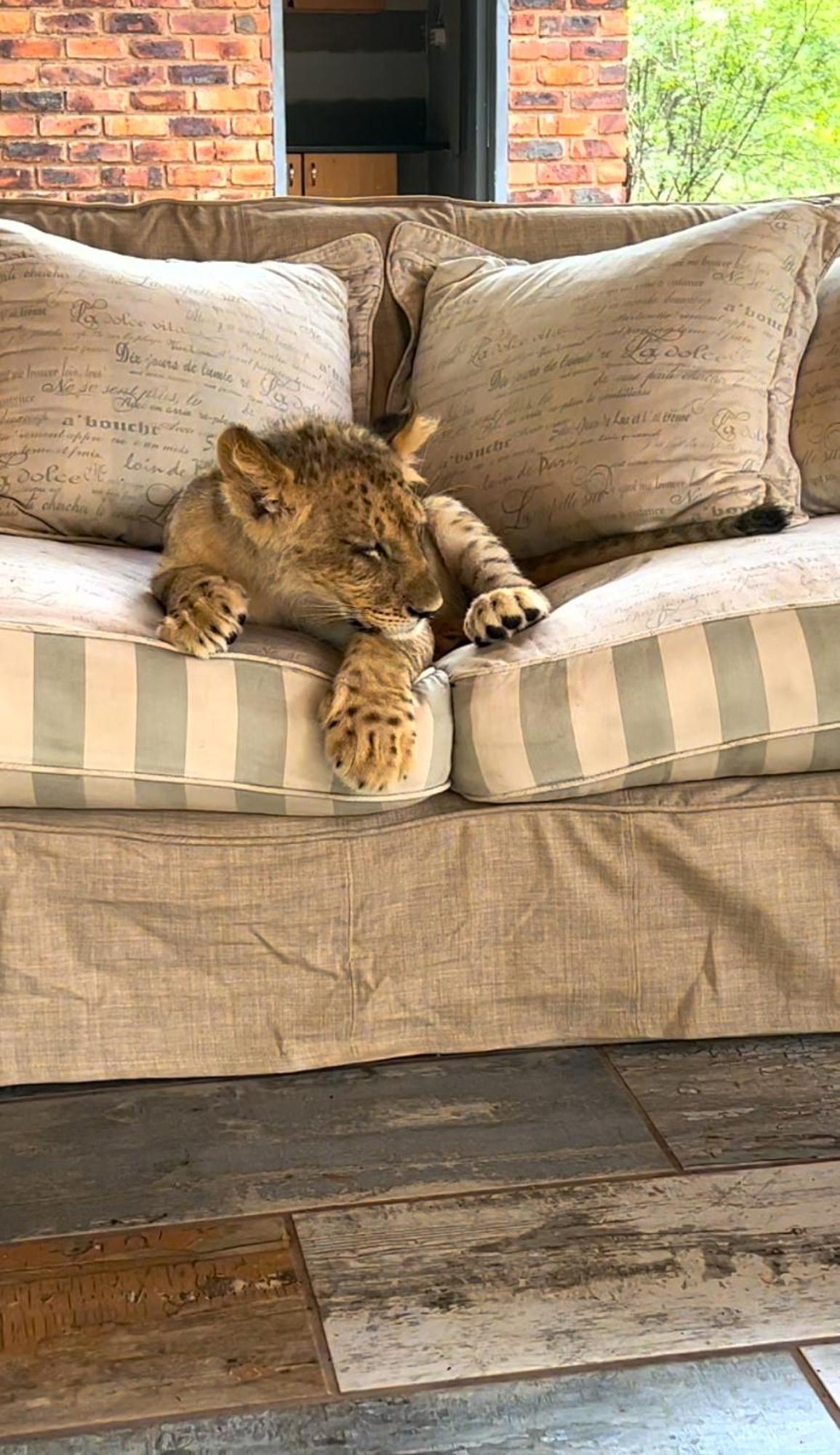 Simba Safaris African Pride Exotic Lodge Lephalale Eksteriør billede