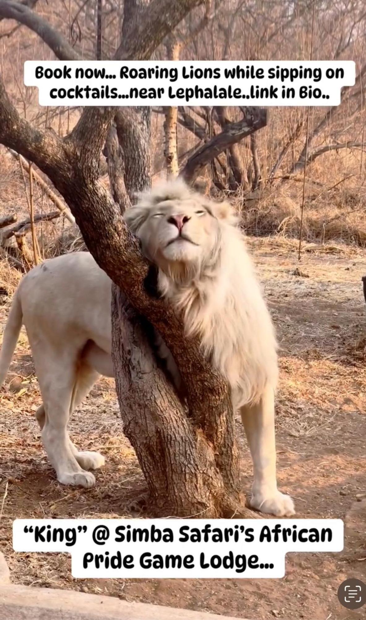 Simba Safaris African Pride Exotic Lodge Lephalale Eksteriør billede