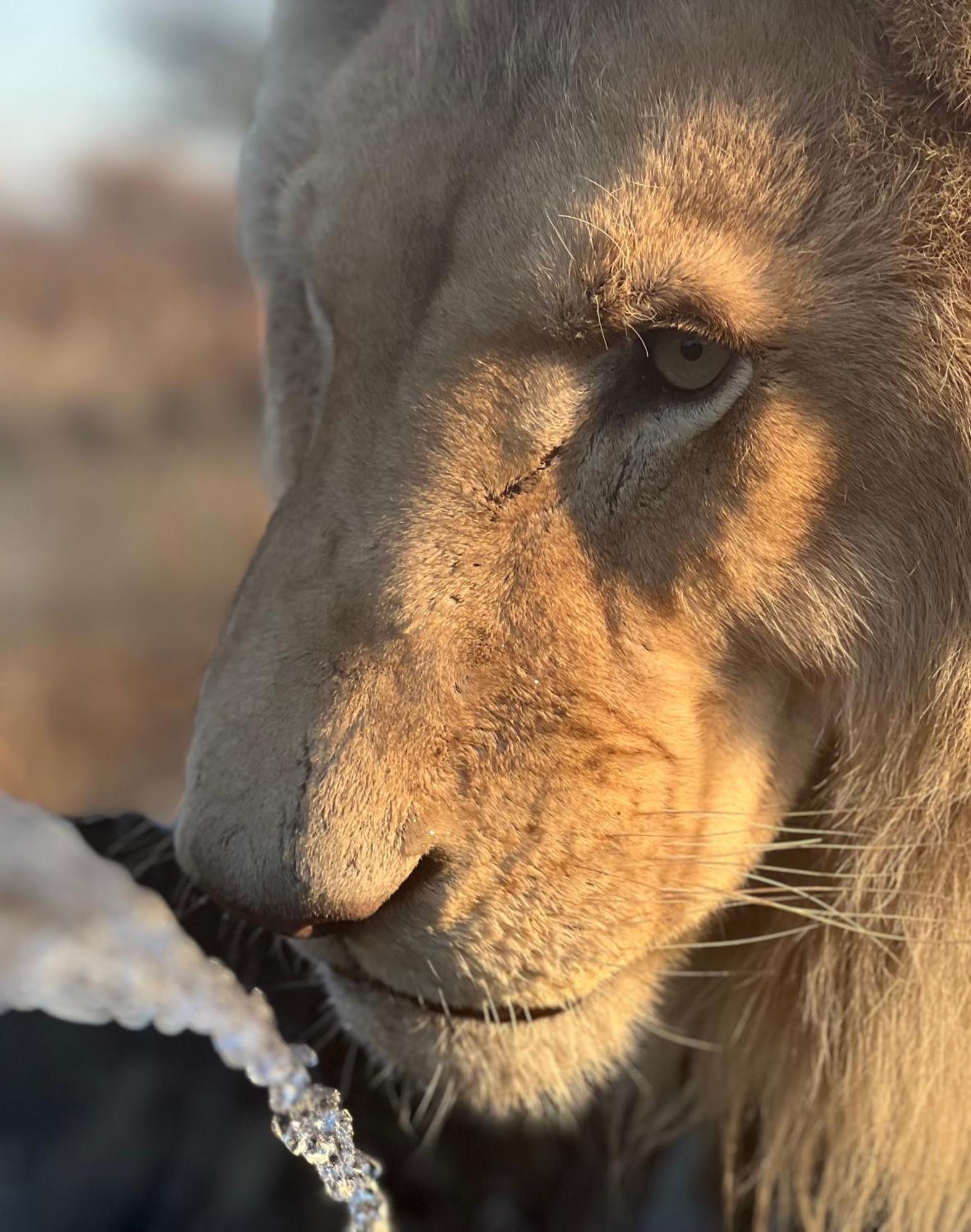 Simba Safaris African Pride Exotic Lodge Lephalale Eksteriør billede