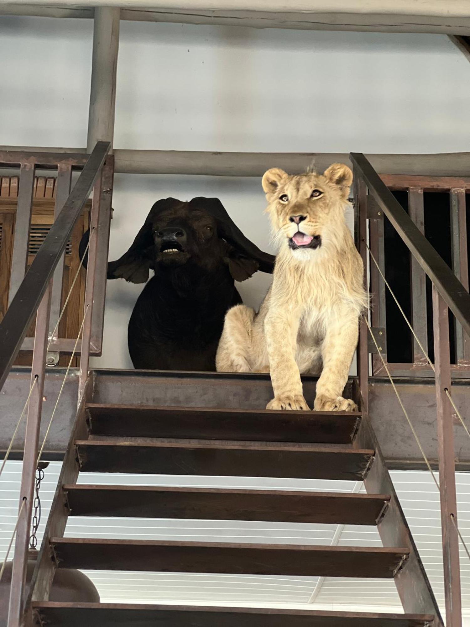 Simba Safaris African Pride Exotic Lodge Lephalale Eksteriør billede