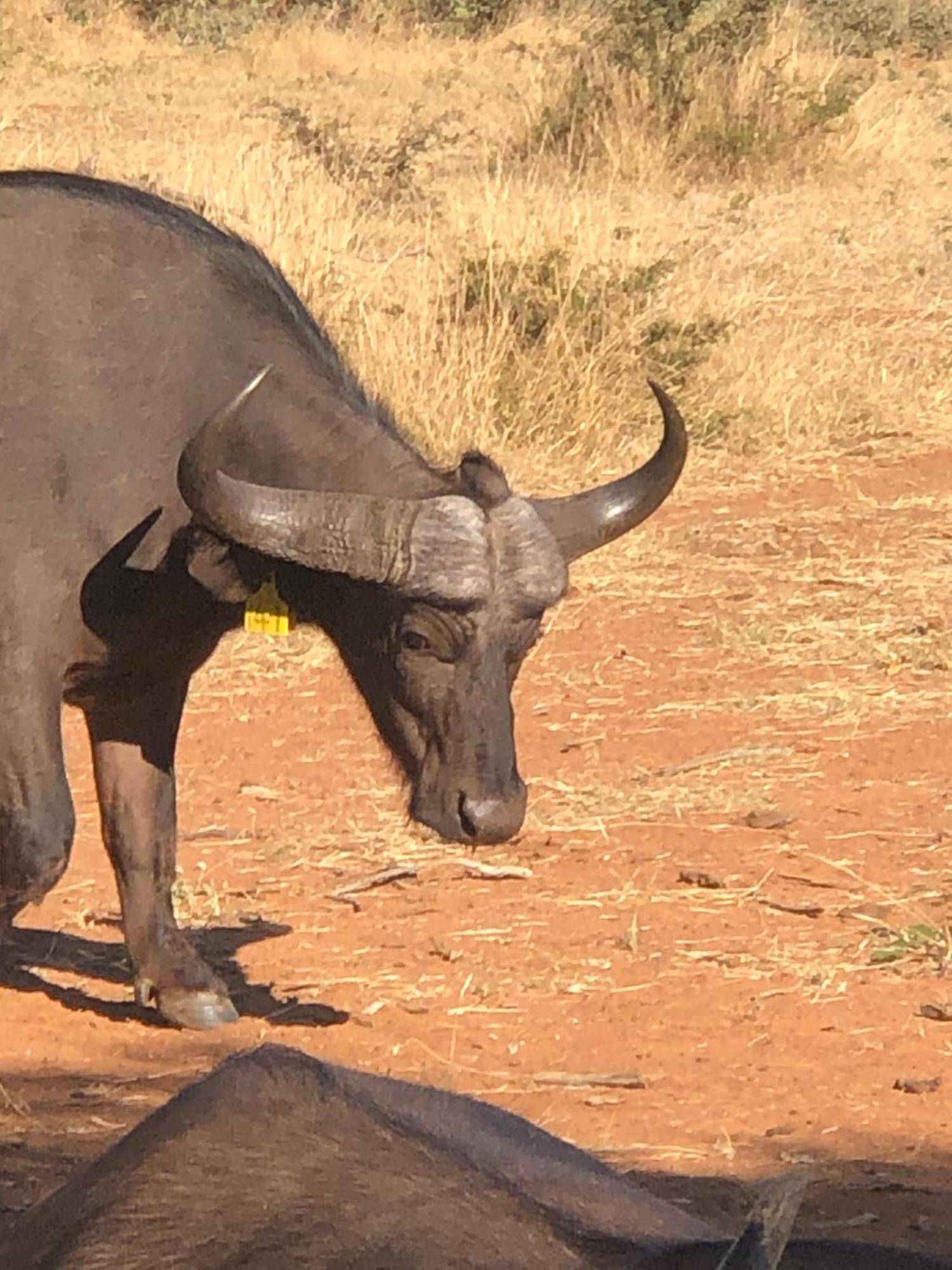 Simba Safaris African Pride Exotic Lodge Lephalale Eksteriør billede