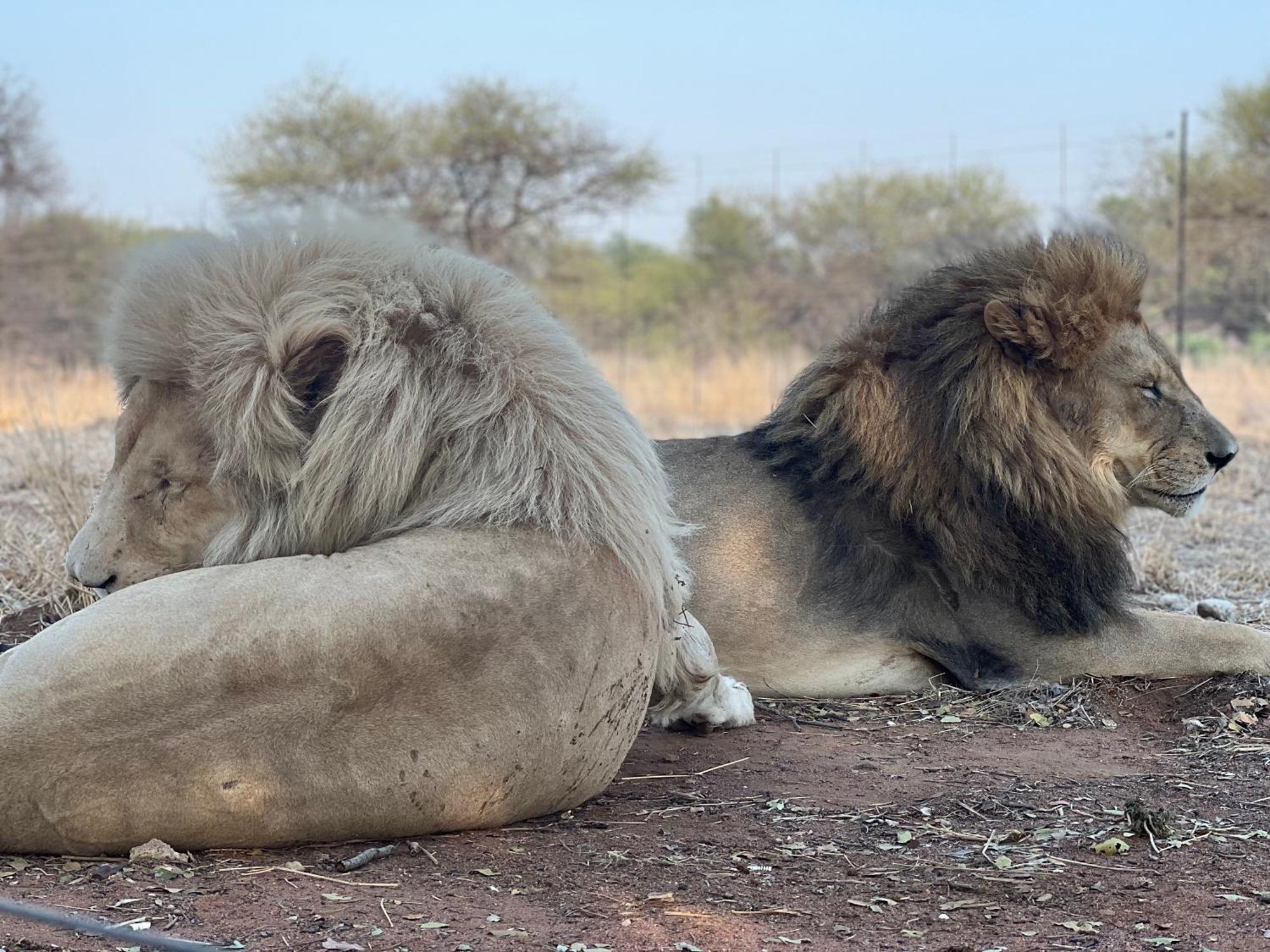 Simba Safaris African Pride Exotic Lodge Lephalale Eksteriør billede